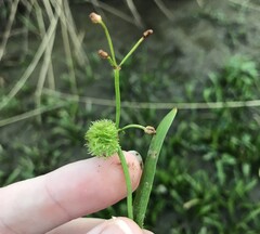 Sagittaria pygmaea, photograph author not stated, no rights reserved