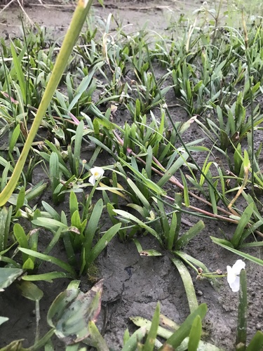Sagittaria pygmaea, photograph 1
