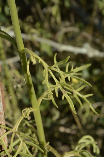 Kalanchoe laciniata, photograph 5