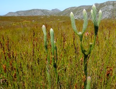 Sorocephalus claviger