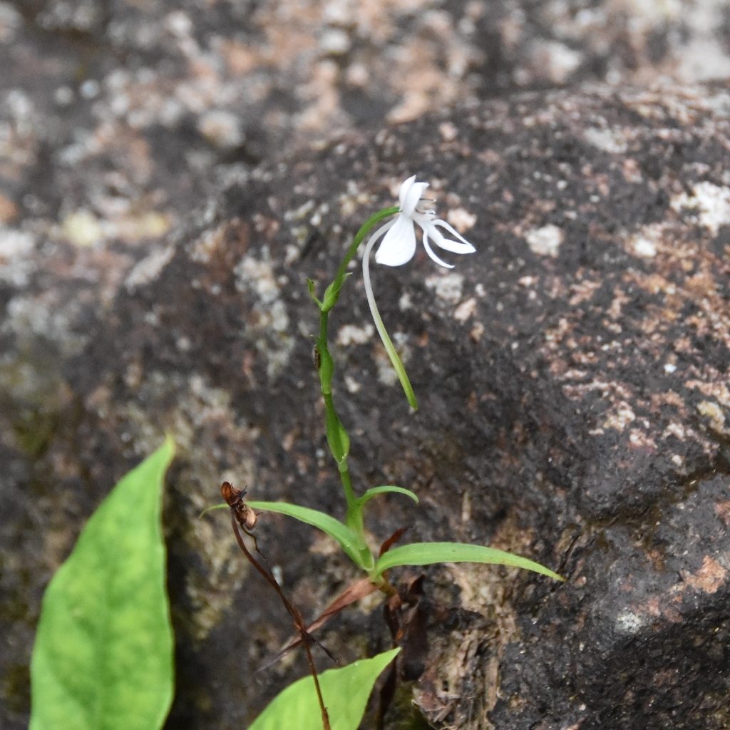 Habenaria weileriana
