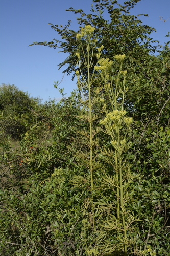 Image of Kalanchoe laciniata by (c) Siddarth Machado, some rights reserved (CC BY)