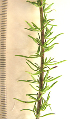 Selago villicaulis