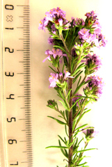 Selago villicaulis
