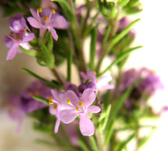 Selago villicaulis