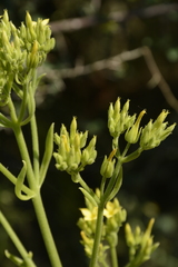 Kalanchoe laciniata