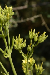 Kalanchoe laciniata