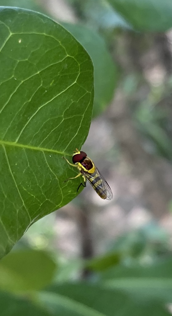 Allograpta australensis