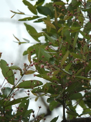 Lagerstroemia parviflora