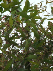 Lagerstroemia parviflora
