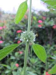 Leucas martinicensis