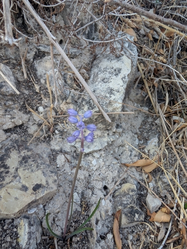 Muscari parviflorum, photograph 3