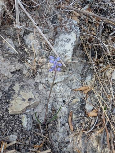 Muscari parviflorum, photograph 2