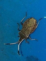 Enoplops disciger
