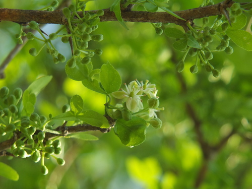 Image of Naringi crenulata by (c) Siddarth Machado, some rights reserved (CC BY)