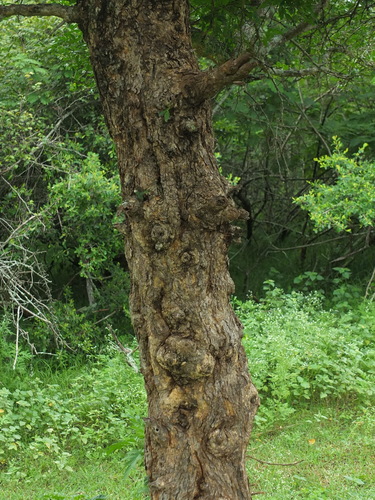 Image of Naringi crenulata by (c) Siddarth Machado, some rights reserved (CC BY)