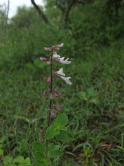 Orthosiphon thymiflorus