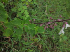 Orthosiphon thymiflorus