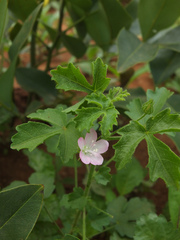 Pavonia zeylanica