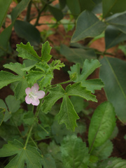 Pavonia zeylanica