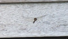 Hemicordulia armstrongi