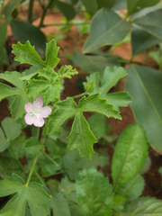 Pavonia zeylanica