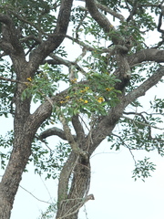 Pterocarpus marsupium
