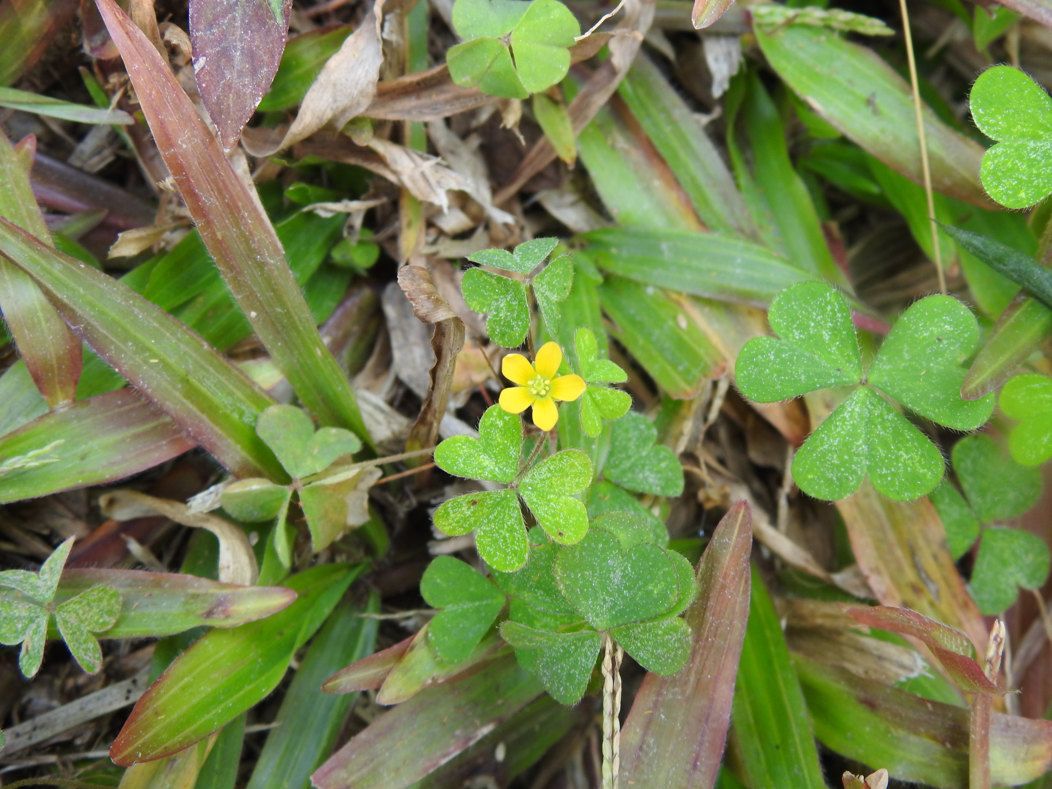Oxalis corniculata