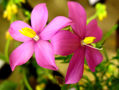 Chironia melampyrifolia
