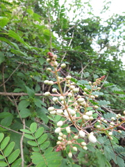 Pterolobium hexapetalum