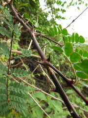 Pterolobium hexapetalum