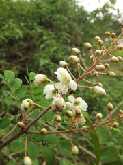 Pterolobium hexapetalum