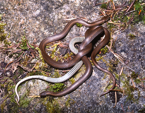 Forest Sharp-tailed Snake