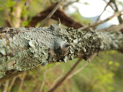 Pterolobium hexapetalum