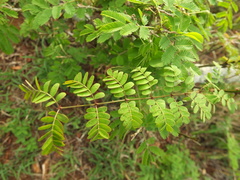 Pterolobium hexapetalum