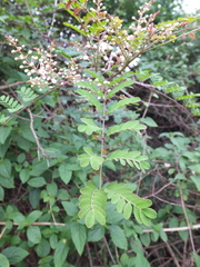 Pterolobium hexapetalum