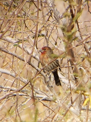 Haemorhous mexicanus