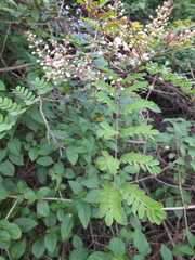 Pterolobium hexapetalum