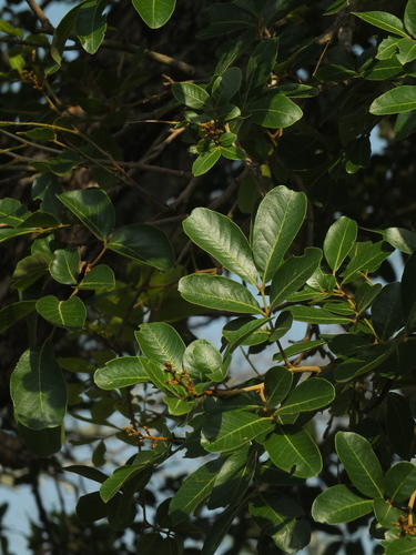 Image of Sapindus emarginatus by (c) Siddarth Machado, some rights reserved (CC BY)