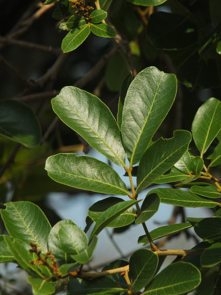 notched leaf soapnut