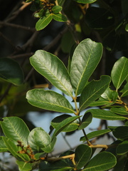 Sapindus emarginatus