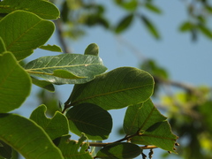 Sapindus emarginatus
