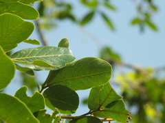 Sapindus emarginatus