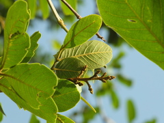 Sapindus emarginatus