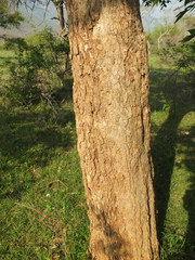 Sapindus emarginatus