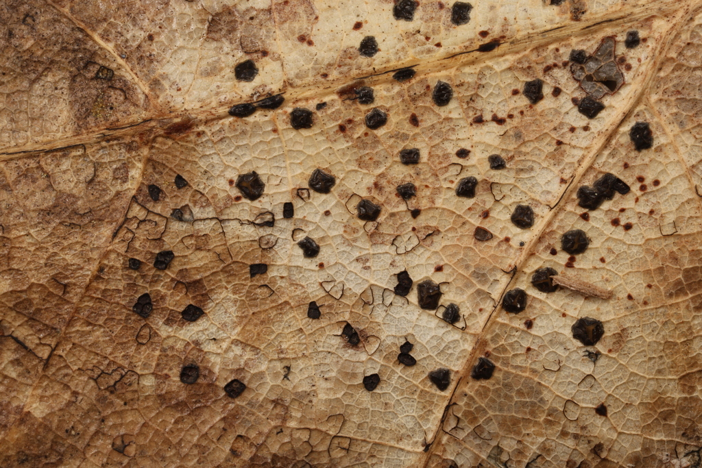 Coccomyces farlowii