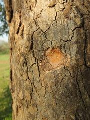 Sapindus emarginatus