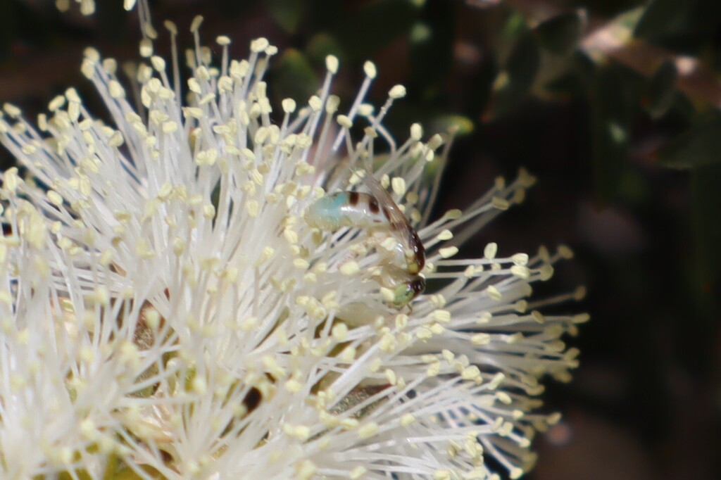 Brachyhesma