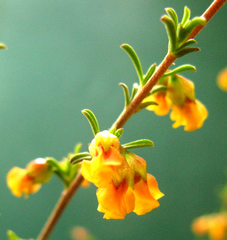 Hermannia aff-denudata