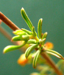 Hermannia aff-denudata